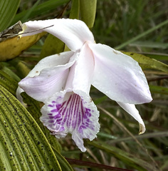 Sobralia rosea