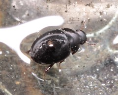 Coelostoma orbiculare