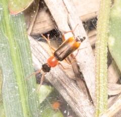 Cerapheles terminatus