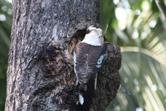 Dacelo novaeguineae novaeguineae