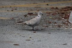 Streptopelia decaocto