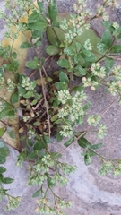 Polycarpon tetraphyllum