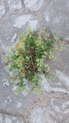 Polycarpon tetraphyllum