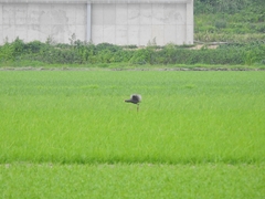 Gallicrex cinerea