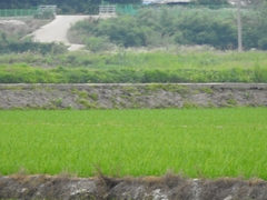 Gallicrex cinerea