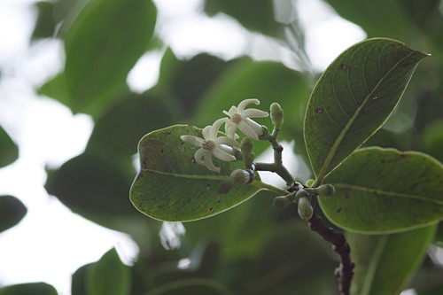 Psychotria hexandra, 2019-12-10