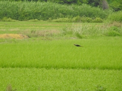 Gallicrex cinerea