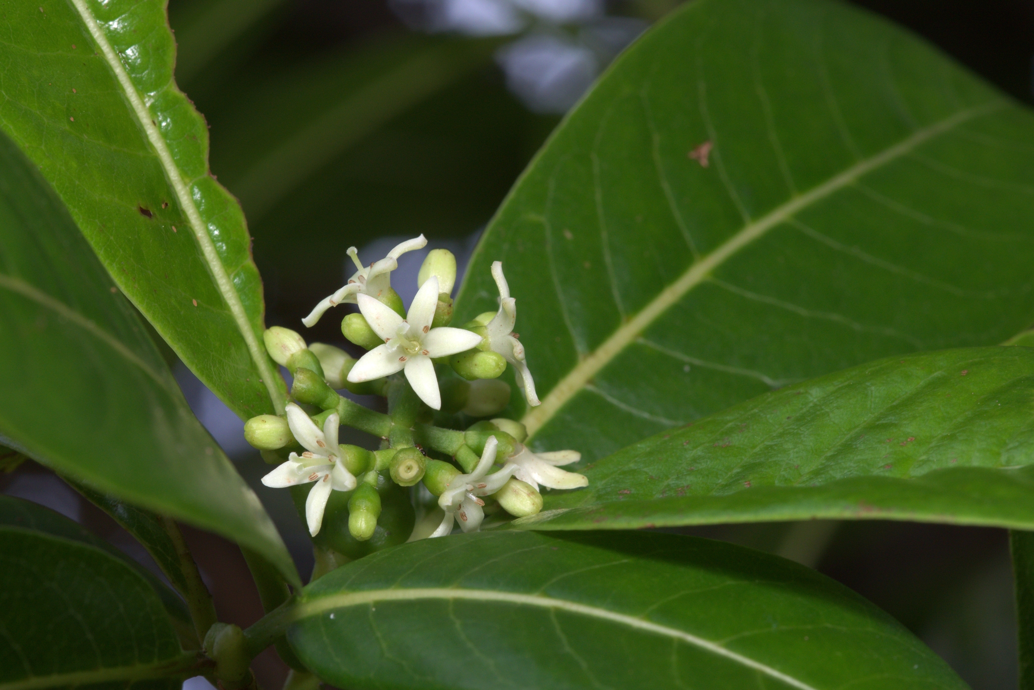Psychotria greenwelliae