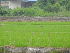 Gallicrex cinerea