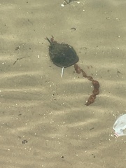 Limulus polyphemus