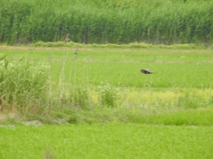 Gallicrex cinerea