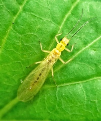 Alloperlini
