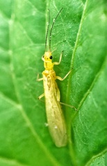 Alloperlini