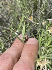 Gnorimoschema octomaculella