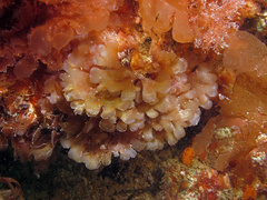 Phyllophora pseudoceranoides