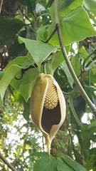 Monstera tuberculata