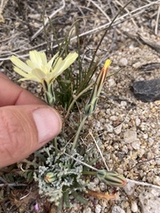 Anisocoma acaulis