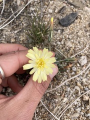 Anisocoma acaulis