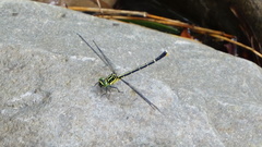 Leptogomphus sauteri formosanus