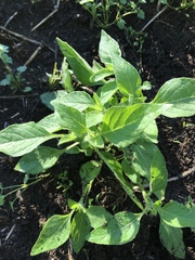 Solanum physalifolium nitidibaccatum