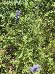 Salvia farinacea