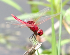 Urothemis assignata