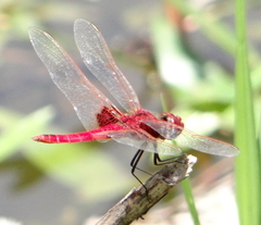 Urothemis assignata