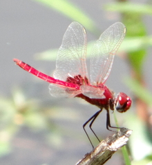 Urothemis assignata