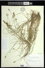 Carex echinata echinata