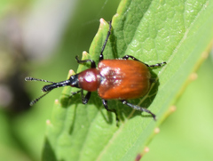 Merhynchites bicolor