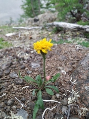 Crepis chrysantha