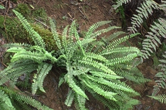 Asplenium macraei