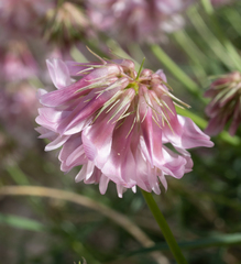 Trifolium dedeckerae