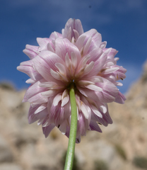 Trifolium dedeckerae
