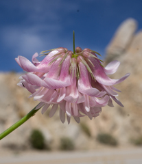 Trifolium dedeckerae