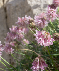 Trifolium dedeckerae