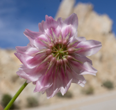 Trifolium dedeckerae