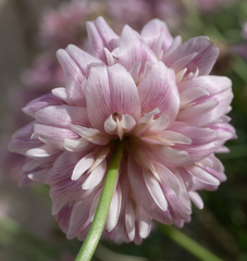 Trifolium dedeckerae