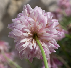 Trifolium dedeckerae