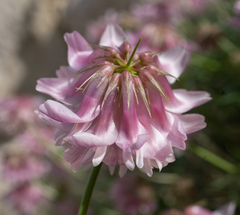 Trifolium dedeckerae