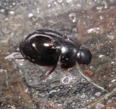 Coelostoma orbiculare