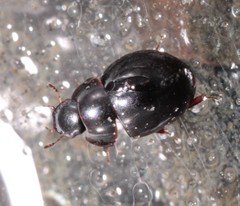 Coelostoma orbiculare