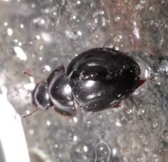 Coelostoma orbiculare