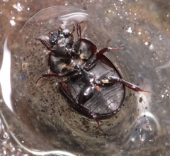 Coelostoma orbiculare