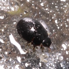 Coelostoma orbiculare