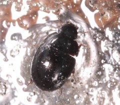 Coelostoma orbiculare