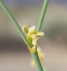 Eriogonum brachyanthum