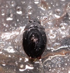 Coelostoma orbiculare