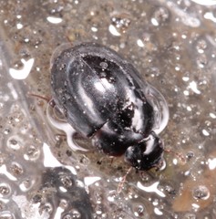 Coelostoma orbiculare