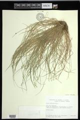Carex echinata echinata